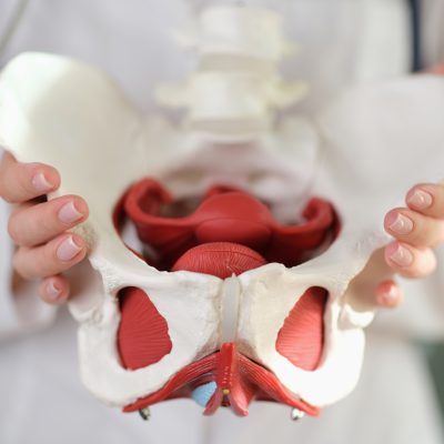 Female gynecologist showing model of female pelvis with muscles close-up.